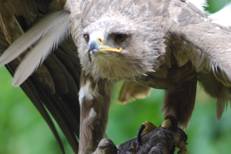 Liberty's Centre - Eagle
Keywords: Libertys Nikon Animal Bird Eagle