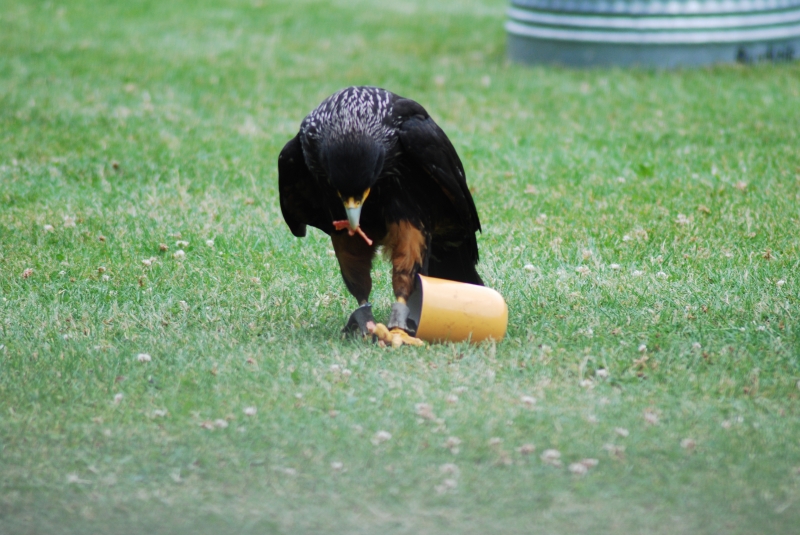 Liberty's Centre - Caracara
Keywords: Libertys Nikon Animal Bird Caracara