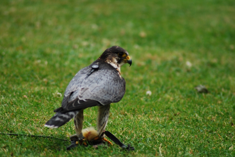 Liberty's Centre - Perlin
Merlin and Peregrine cross 
Keywords: Libertys Nikon Animal Bird Perlin