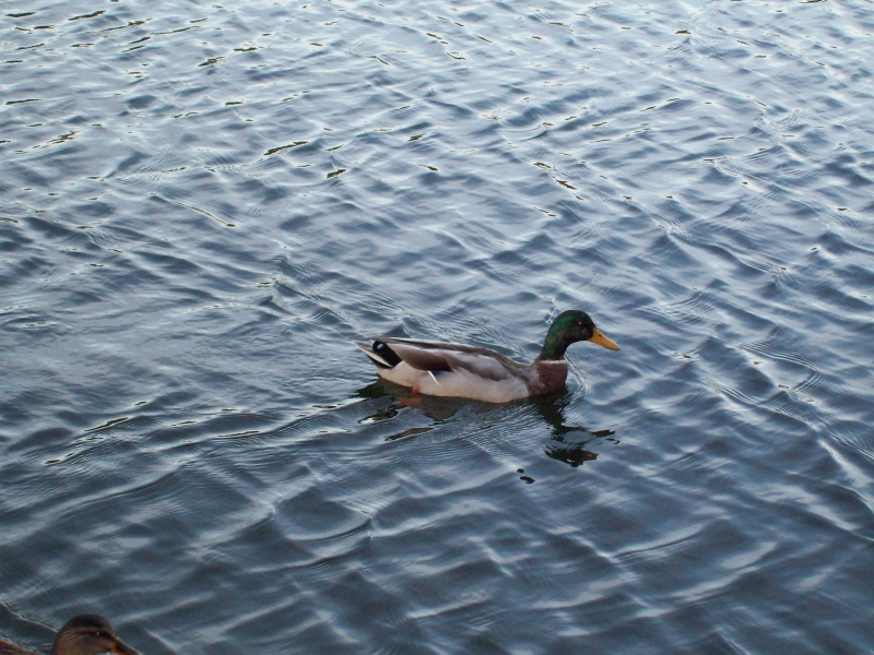 Duckie
Keywords: River Thames Duck Reading Kodak Animal Bird