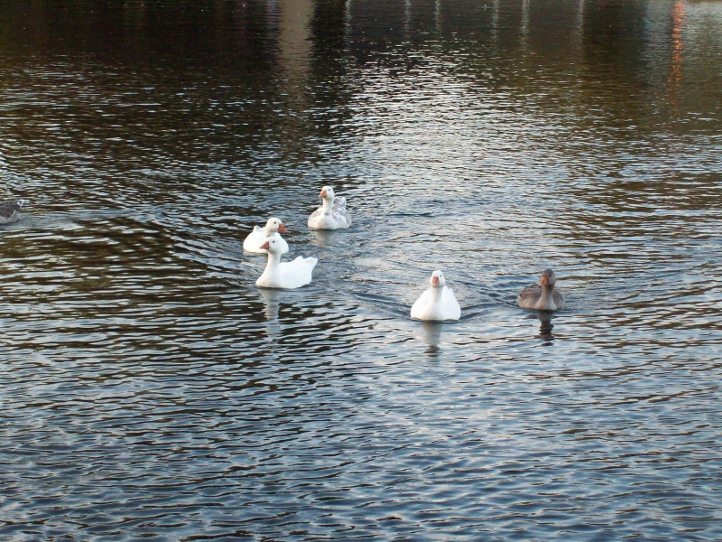Duckie
Do you have food?
Keywords: River Thames Duck Reading Kodak Animal Bird