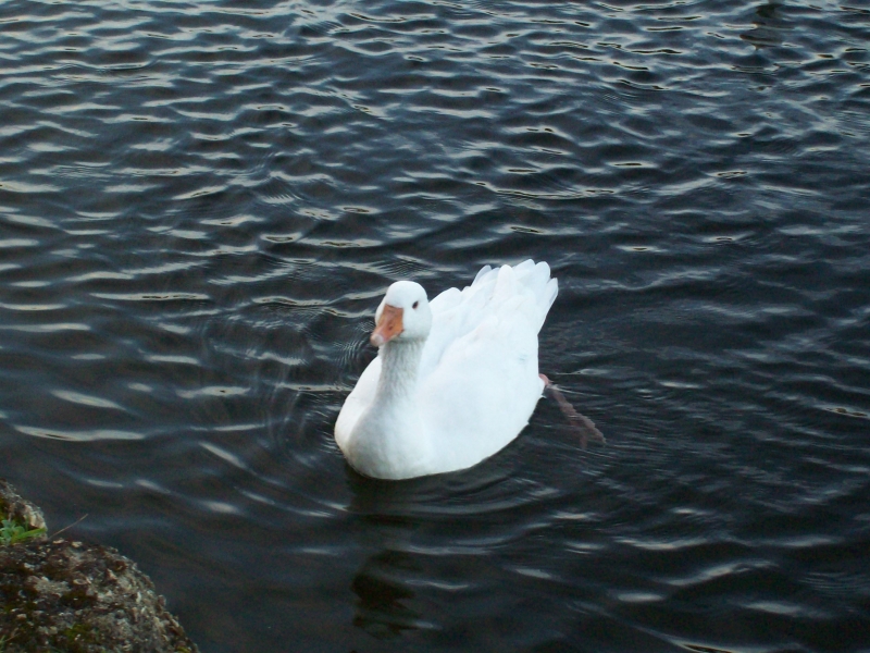 Aylesbury Duckie
Do you have food?
Keywords: River Thames Duck Reading Kodak Animal Bird