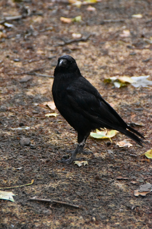 Raven
Keywords: London St James Park Animal Nikon Bird