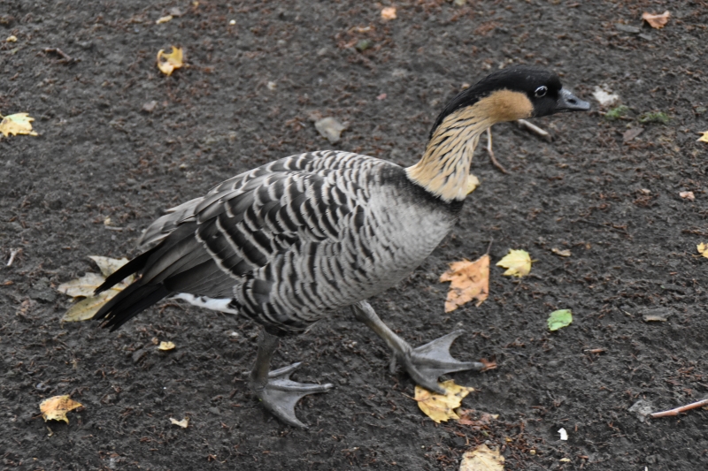 Hawaiian Goose
Keywords: London St James Park Animal Nikon Bird