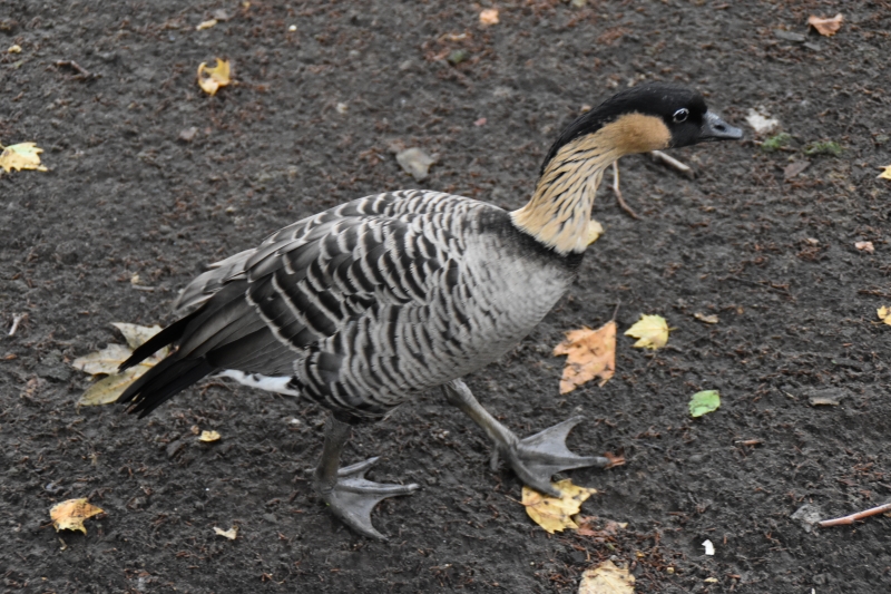 Hawaiian Goose
Keywords: London St James Park Animal Nikon Bird