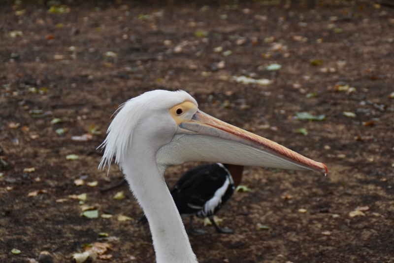 Pelican
Keywords: London St James Park Animal Nikon Bird