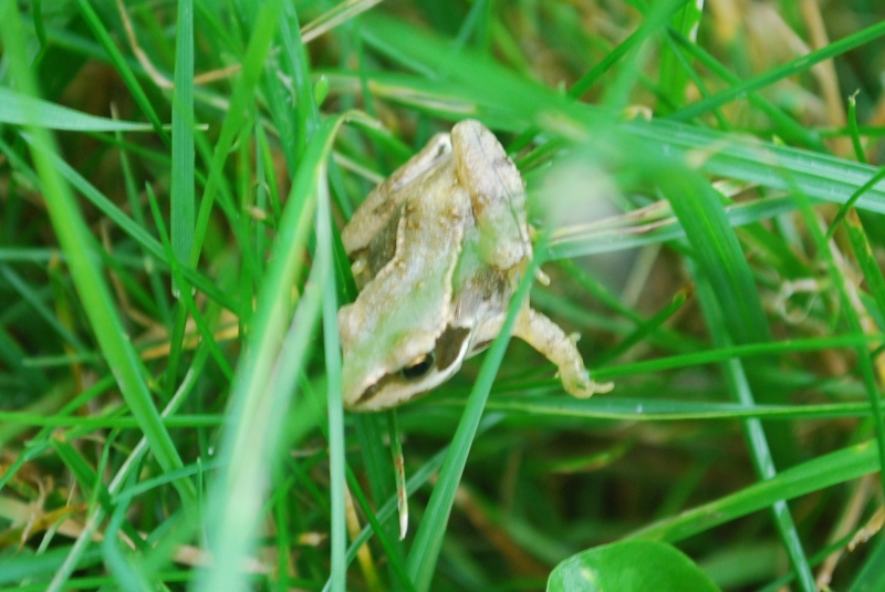 Tiny Frog
Keywords: Frog Reading Garden Nikon Animal