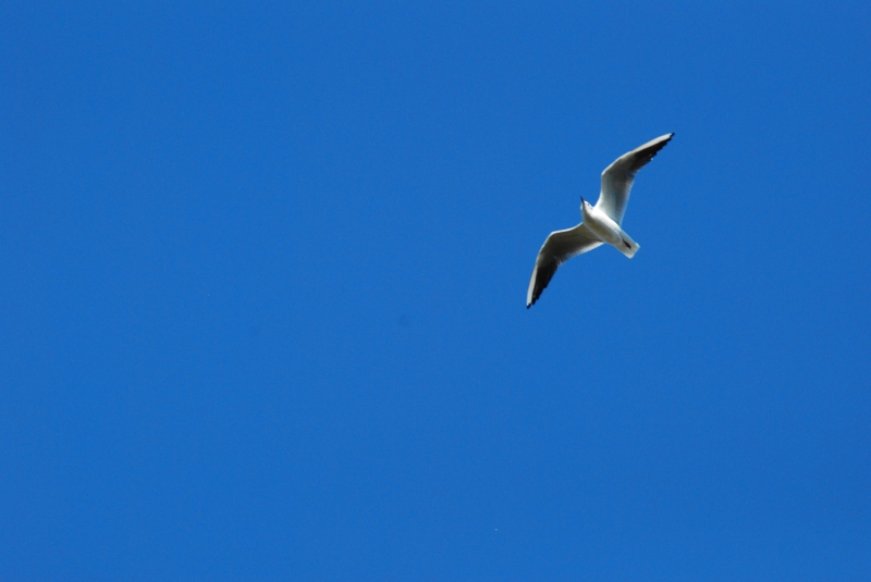 Sea Gull
Keywords: Animal Bird Reading River Thames Nikon Seagull