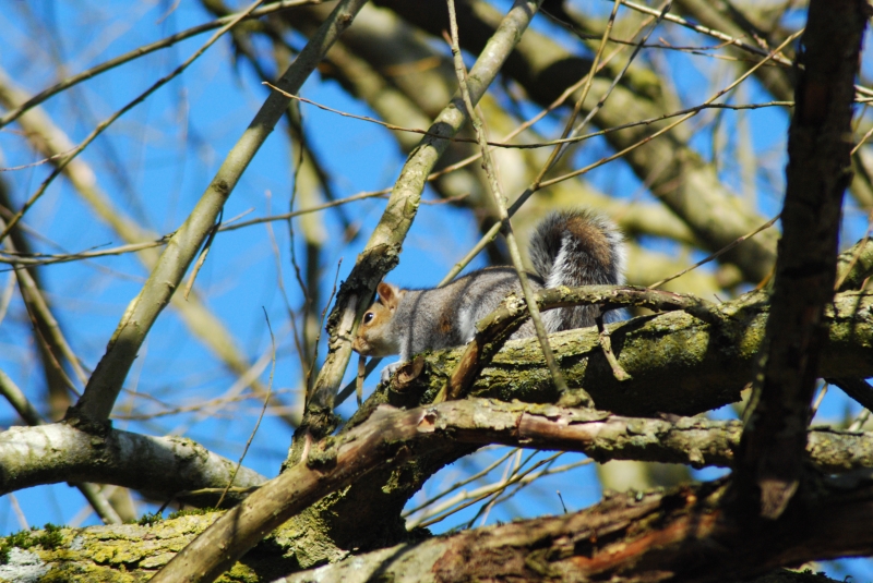 Squirel
Keywords: Animal Squirel Reading River Thames Nikon