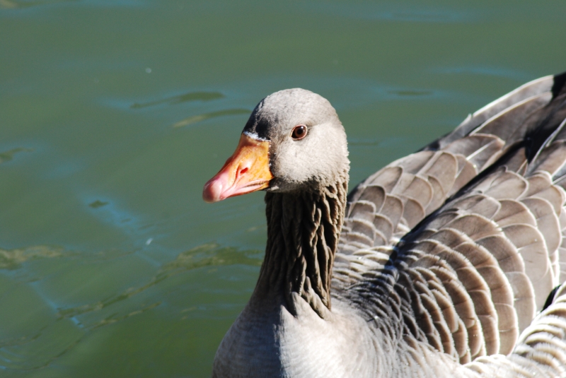 Graylag Goose
Keywords: Animal Bird Reading River Thames Nikon Goose