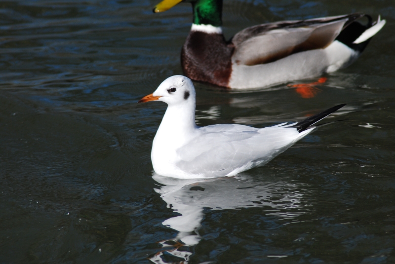Sea Gull
Keywords: Animal Bird Reading River Thames Nikon
