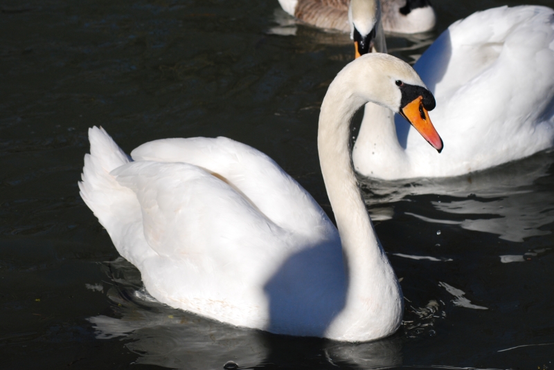 Swan
Keywords: Animal Bird Reading River Thames Swan Nikon