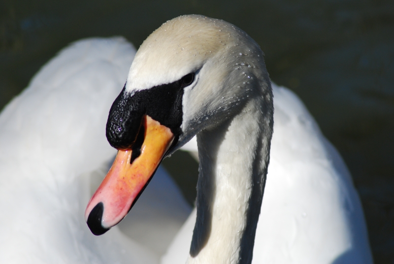 Swan
Keywords: Animal Bird Reading River Thames Nikon Swan