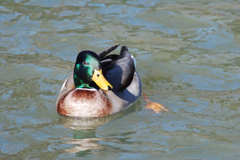 Mallard
Keywords: Animal Bird Reading River Thames Duck Nikon