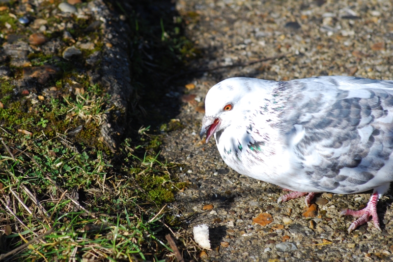 Pigeon 
Keywords: Animal Bird Reading River Thames Nikon Pigeon