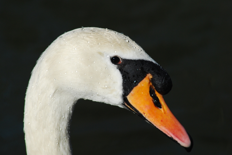 Swan
Keywords: Animal Bird Reading River Thames Nikon Swan