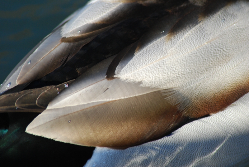 Duck - Feathers
Keywords: Animal Bird Reading River Thames Nikon