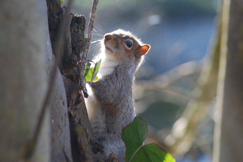 Squirel
Keywords: Animal Squirel Reading River Thames Nikon