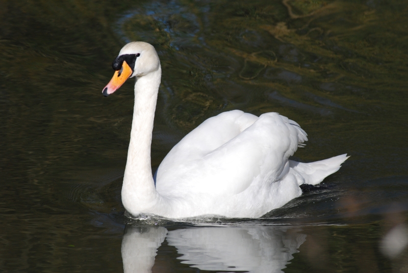 Swan
Keywords: Animal Bird Reading River Thames Swan Nikon