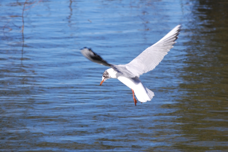 Sea Gull
Keywords: Animal Bird Reading River Thames Nikon Seagull