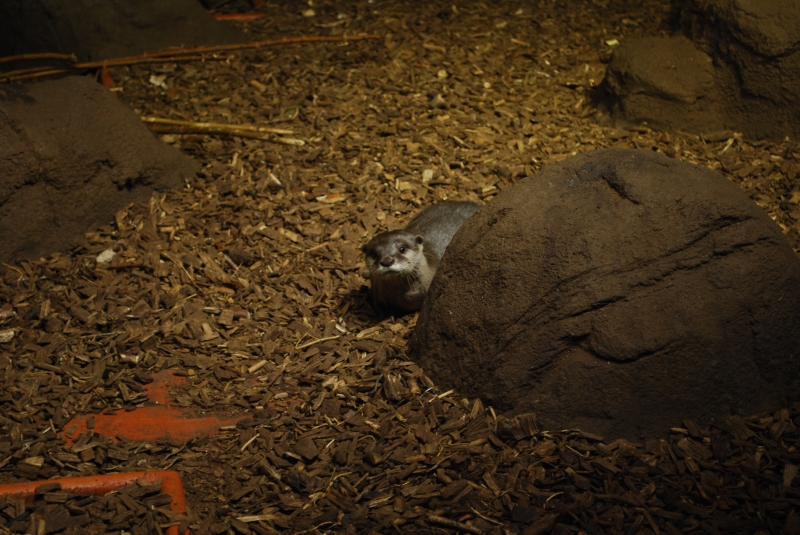 Otter
Keywords: Otter Bournemouth Oceanarium Nikon Animal