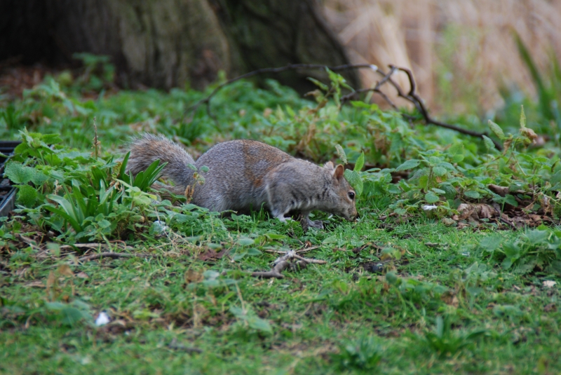 Squirrel
Keywords: London St James Park Animal Nikon Squirrel