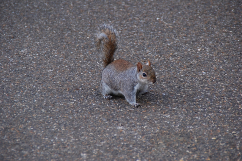 Squirrel
Keywords: London St James Park Animal Nikon Squirrel