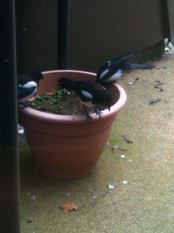 Magpie
A family of magpies have been raising their young in the courtyard at work.  3 babies at play
Keywords: Magpie Reading iPhone Animal Bird