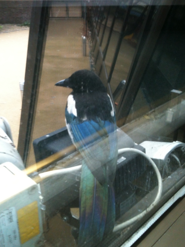 Magpie
A family of magpies have been raising their young in the courtyard at work.  They like sleeping above the back door
Keywords: Magpie Reading iPhone Animal Bird