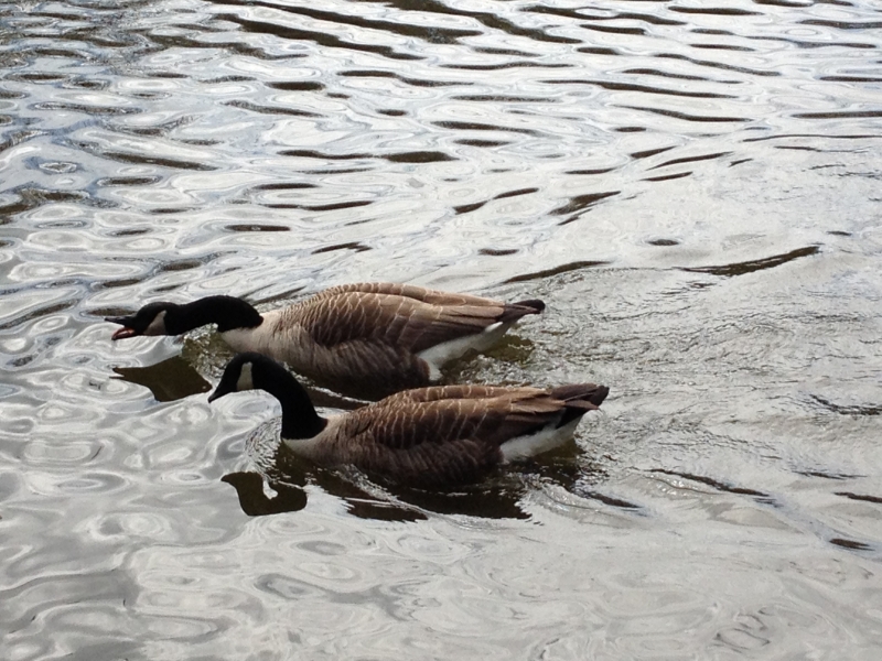 Canadian Geese
Keywords: Goose Maiden Earleigh Lake Reading iPhone Animal Bird