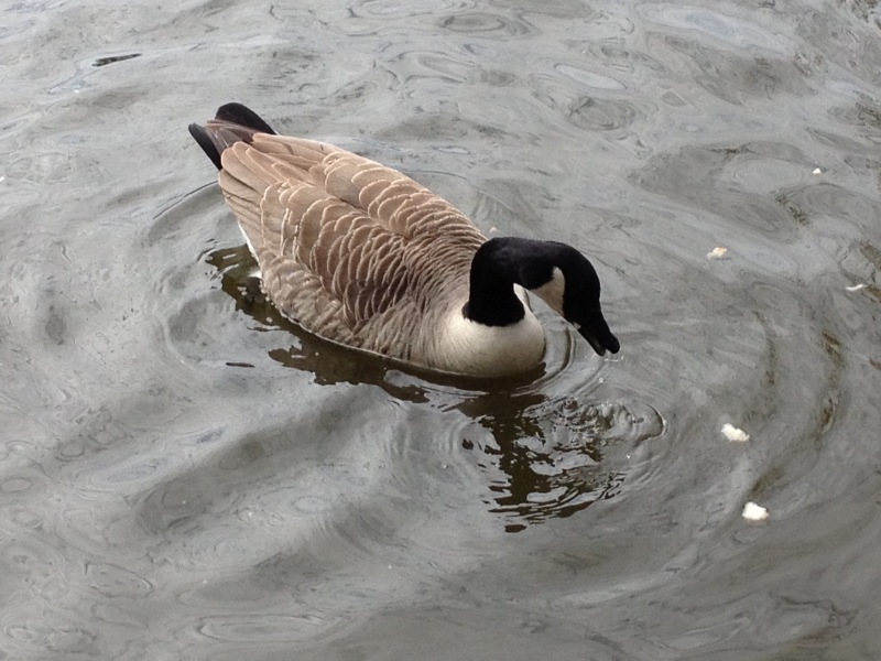 Canadian Goose
Keywords: Goose Maiden Earleigh Lake Reading iPhone Animal Bird