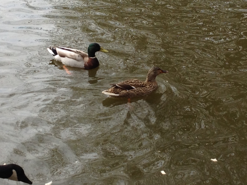 Mallard Ducks
Keywords: Maiden Earleigh Lake Reading Duck iPhone Animal Bird
