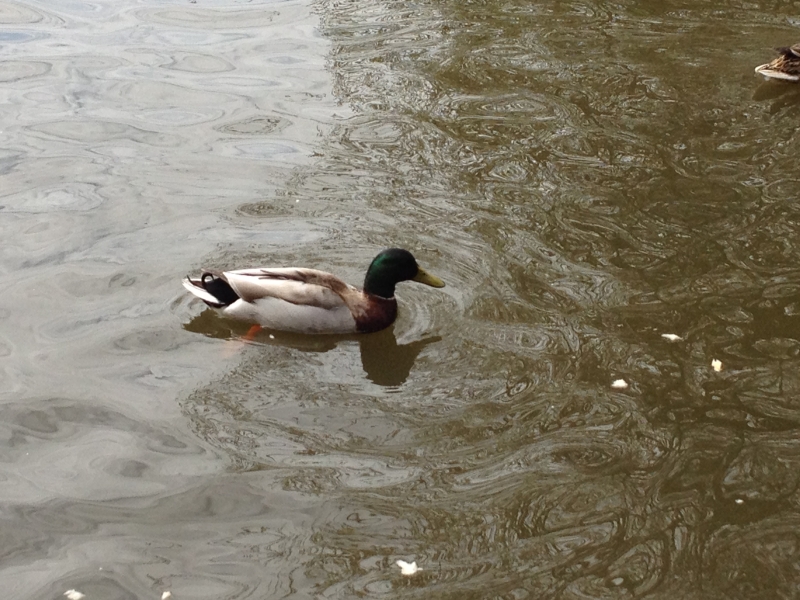 Mallard Duck
Keywords: Duck Maiden Earleigh Lake Reading iPhone Animal Bird