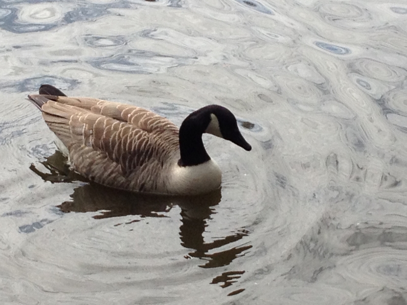 Canadian Goose
Keywords: Goose Maiden Earleigh Lake Reading iPhone Animal Bird