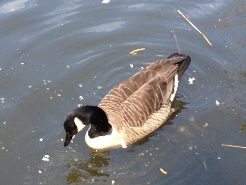 Canadian Goose
Keywords: Goose Maiden Earleigh Lake Reading iPhone Animal Bird