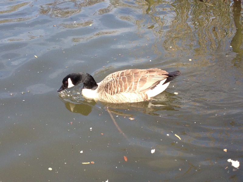 Canadian Goose
Keywords: Goose Maiden Earleigh Lake Reading iPhone Animal Bird