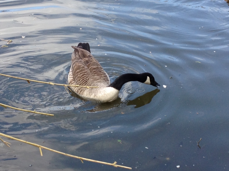 Canadian Goose
Keywords: Goose Maiden Earleigh Lake Reading iPhone Animal Bird