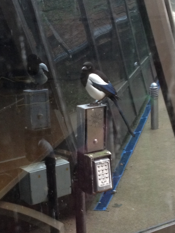 Magpie
A family of magpies have been raising their young in the courtyard at work.  Eating bugs and pecking the windows.
Keywords: Magpie Reading iPhone Animal Bird