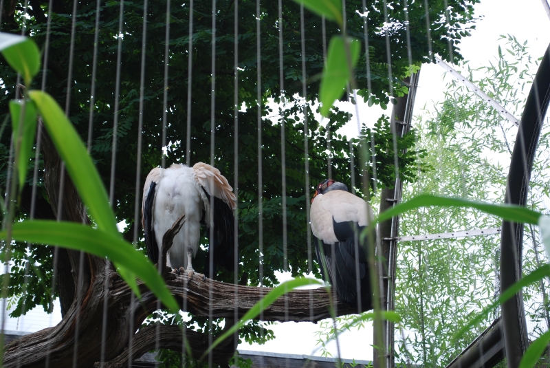 ZSL London Zoo
Keywords: London Zoo Animal Nikon Bird Headless