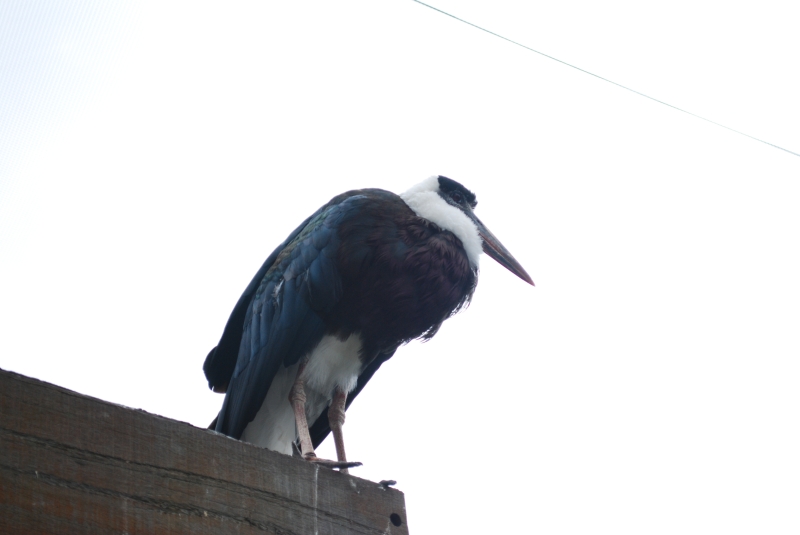 ZSL London Zoo
Are birds supposed to look at you this sternly?
Keywords: London Zoo Animal Nikon Bird