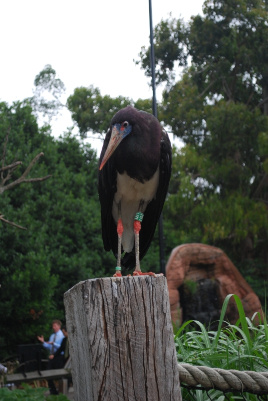 ZSL London Zoo
Keywords: London Zoo Animal Nikon Bird