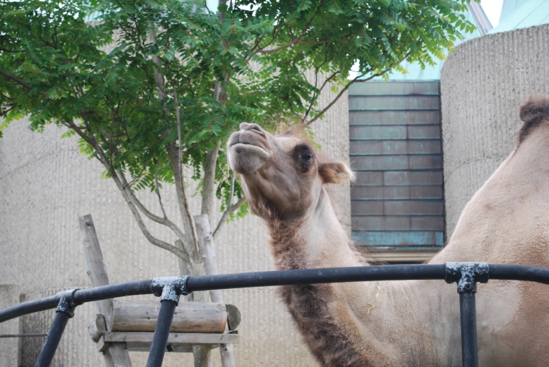 ZSL London Zoo - Camel
Keywords: London Zoo Animal Camel Nikon