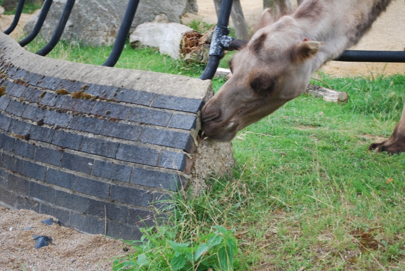 ZSL London Zoo - Camel
All the greenery in the enclosure and he eats a weed outside.  Hit his head going back through the bars :)
Keywords: London Zoo Animal Camel Nikon