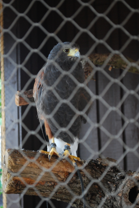 ZSL London Zoo - Falcon
Keywords: London Zoo Animal Nikon Bird Falcon