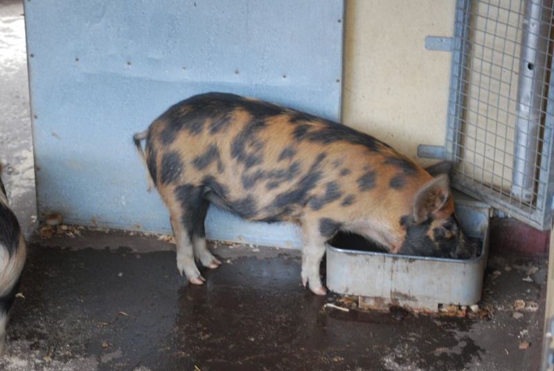 ZSL London Zoo - Pig
Keywords: London Zoo Animal Nikon Pig