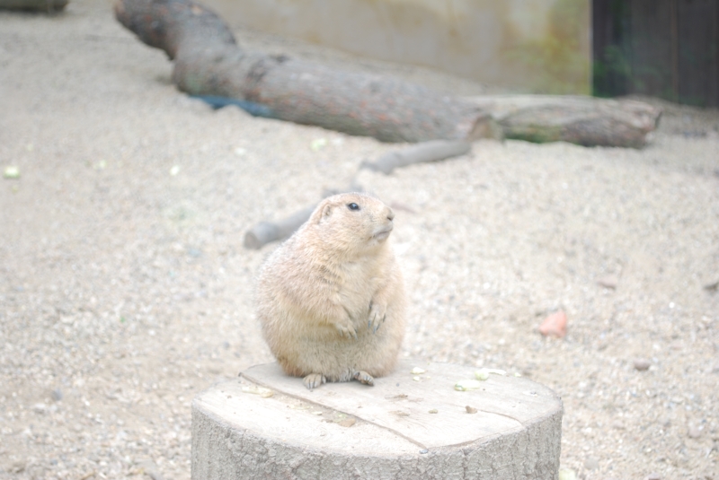 ZSL London Zoo - Prairie Dog
Keywords: London Zoo Animal Prairie Dog Nikon