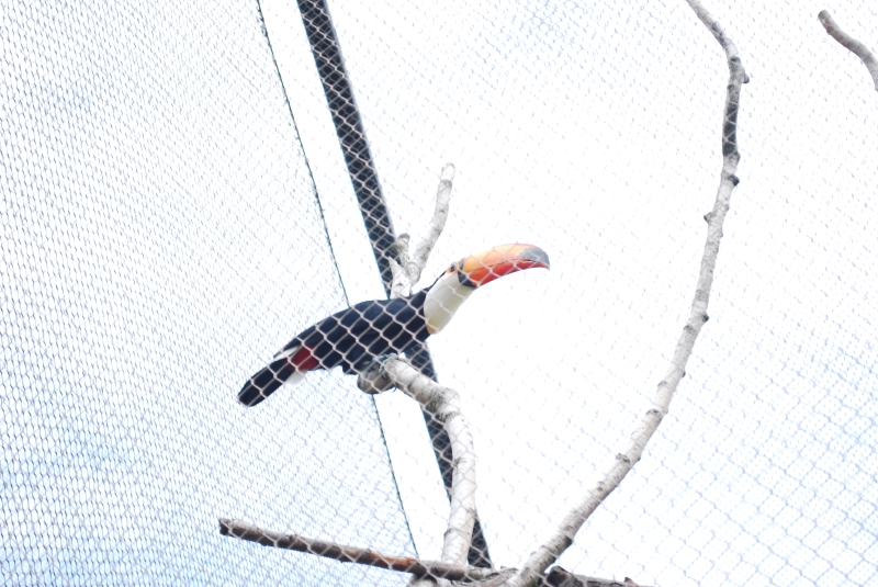 ZSL London Zoo - Toucan
Keywords: London Zoo Animal Toucan Nikon Bird