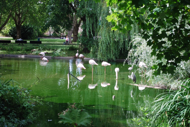 ZSL London Zoo - Flamingo
Keywords: London Zoo Animal Flamingo Nikon Bird