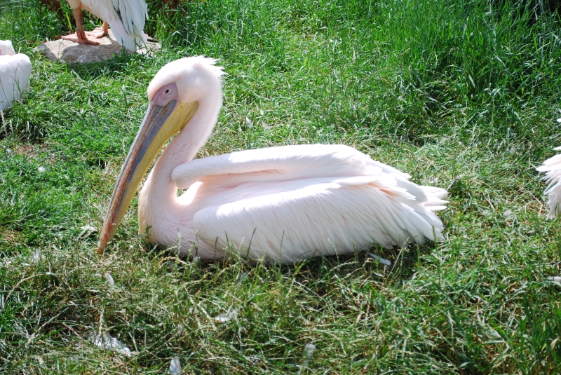 ZSL London Zoo - Pelican
Keywords: London Zoo Animal Pelican Nikon Bird