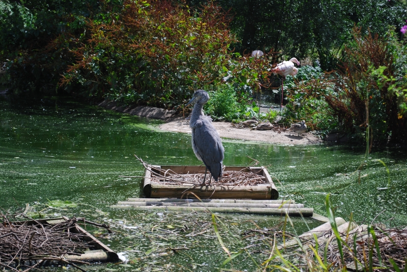 ZSL London Zoo - Heron
Keywords: London Zoo Animal Heron Nikon Bird